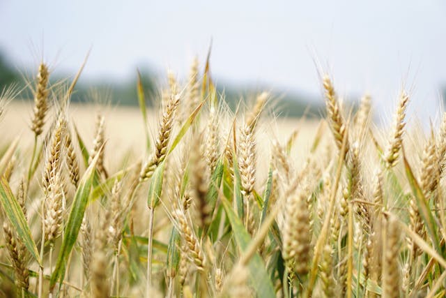 Wheat field
